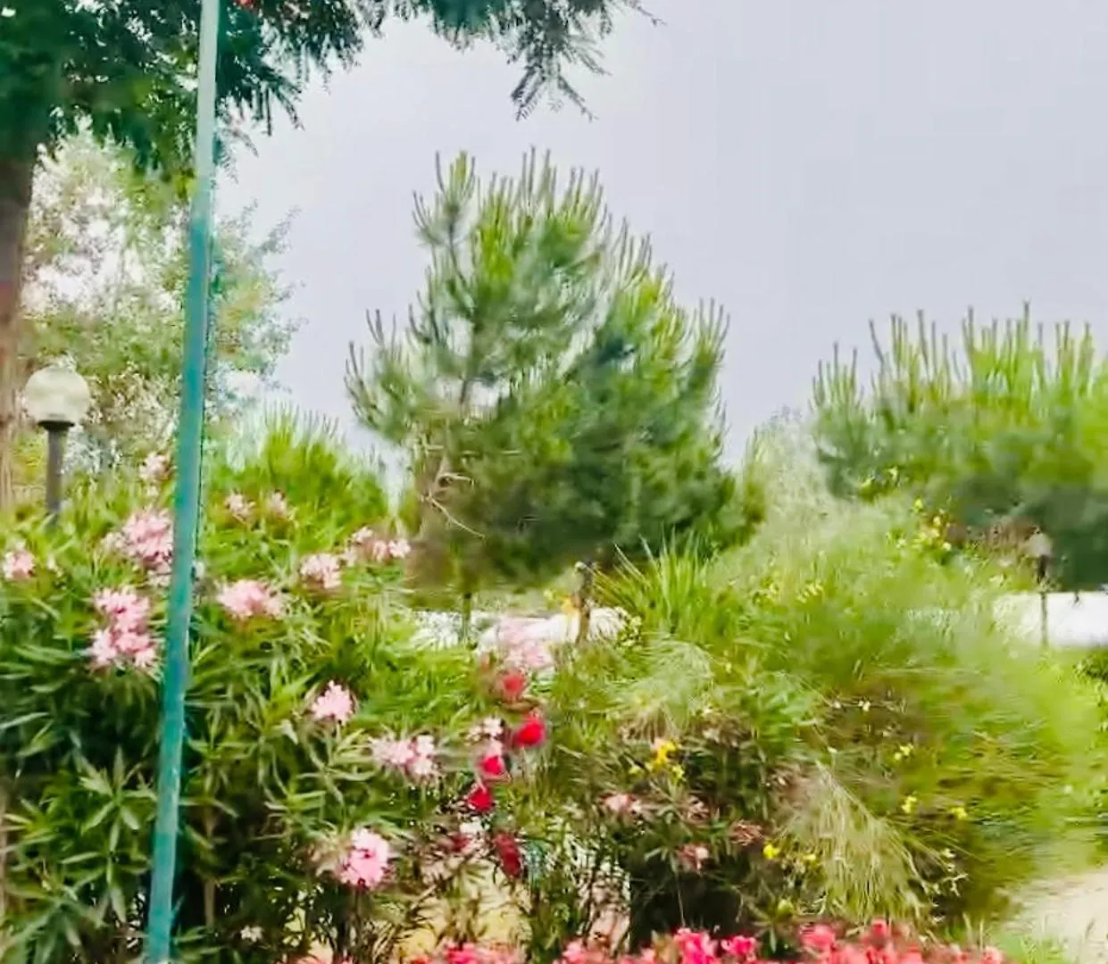 Country Camp Campeggio Paradiso Viareggio Italy